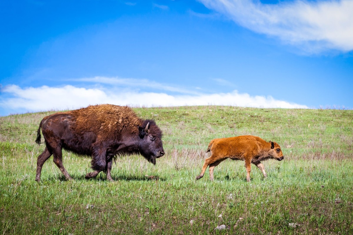 Custer-State-Park-South-Dakota-USA-8