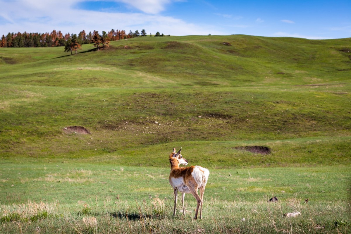 Custer-State-Park-South-Dakota-USA-9