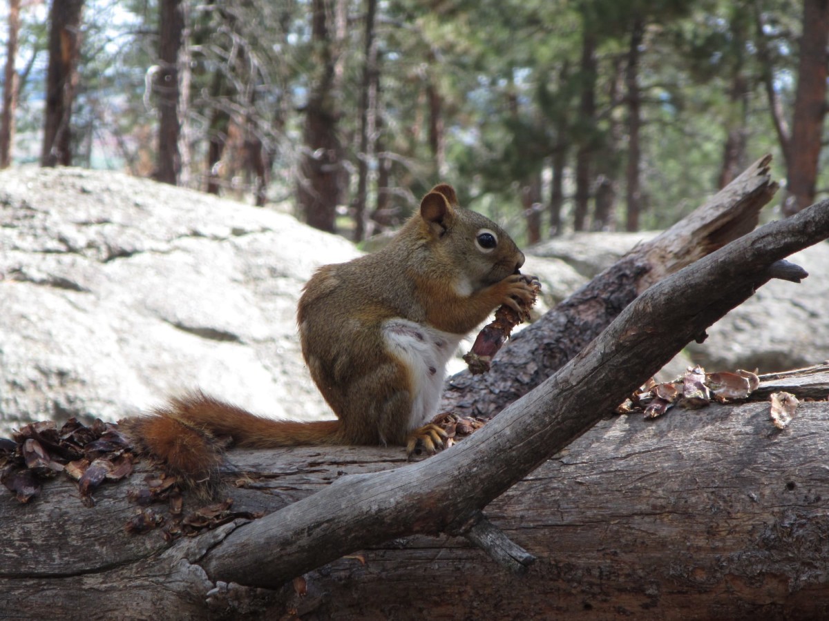 Devils-Tower-Wyoming-USA-27