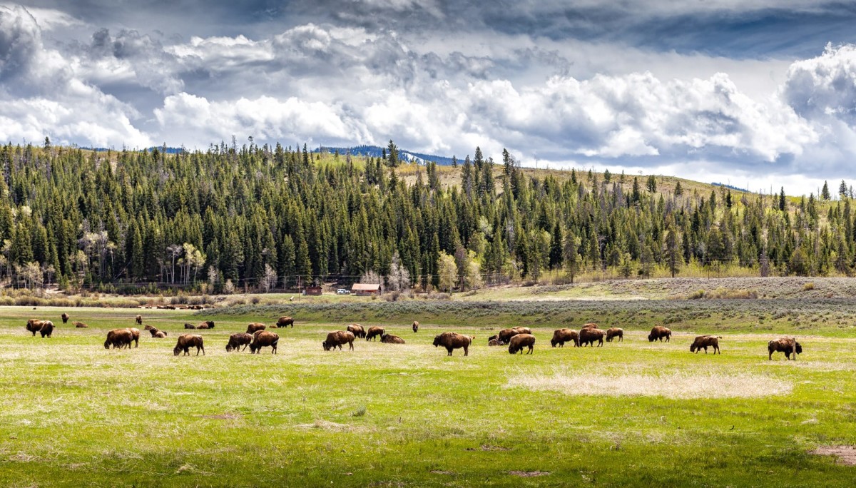 Grand-Teton-Nationalpark-Wyoming-USA-12