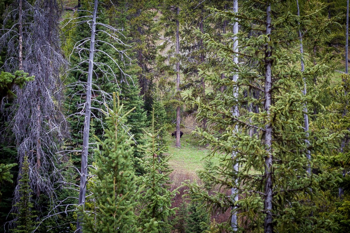 Grand-Teton-Nationalpark-Wyoming-USA-16