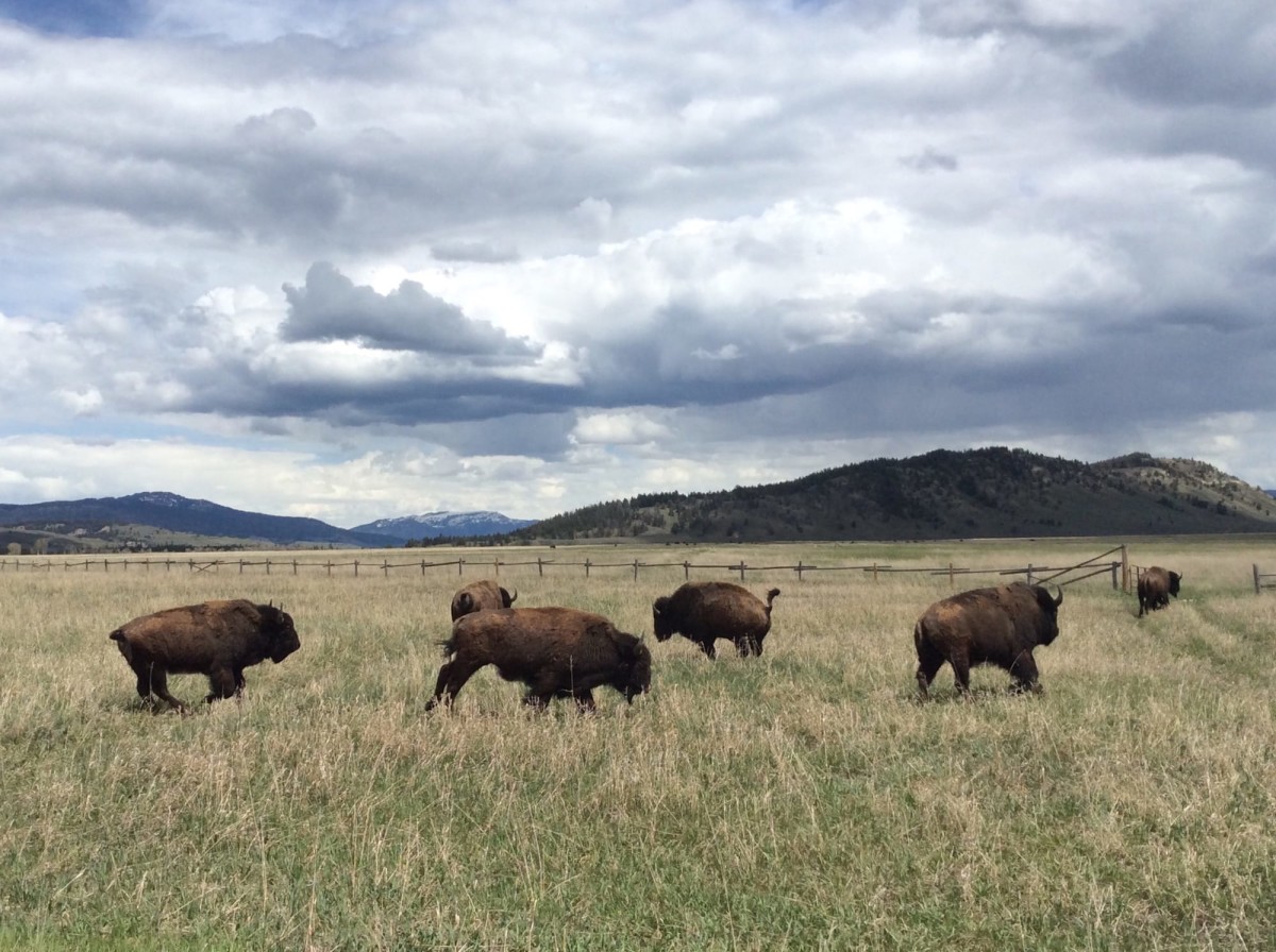 Grand-Teton-Nationalpark-Wyoming-USA-24