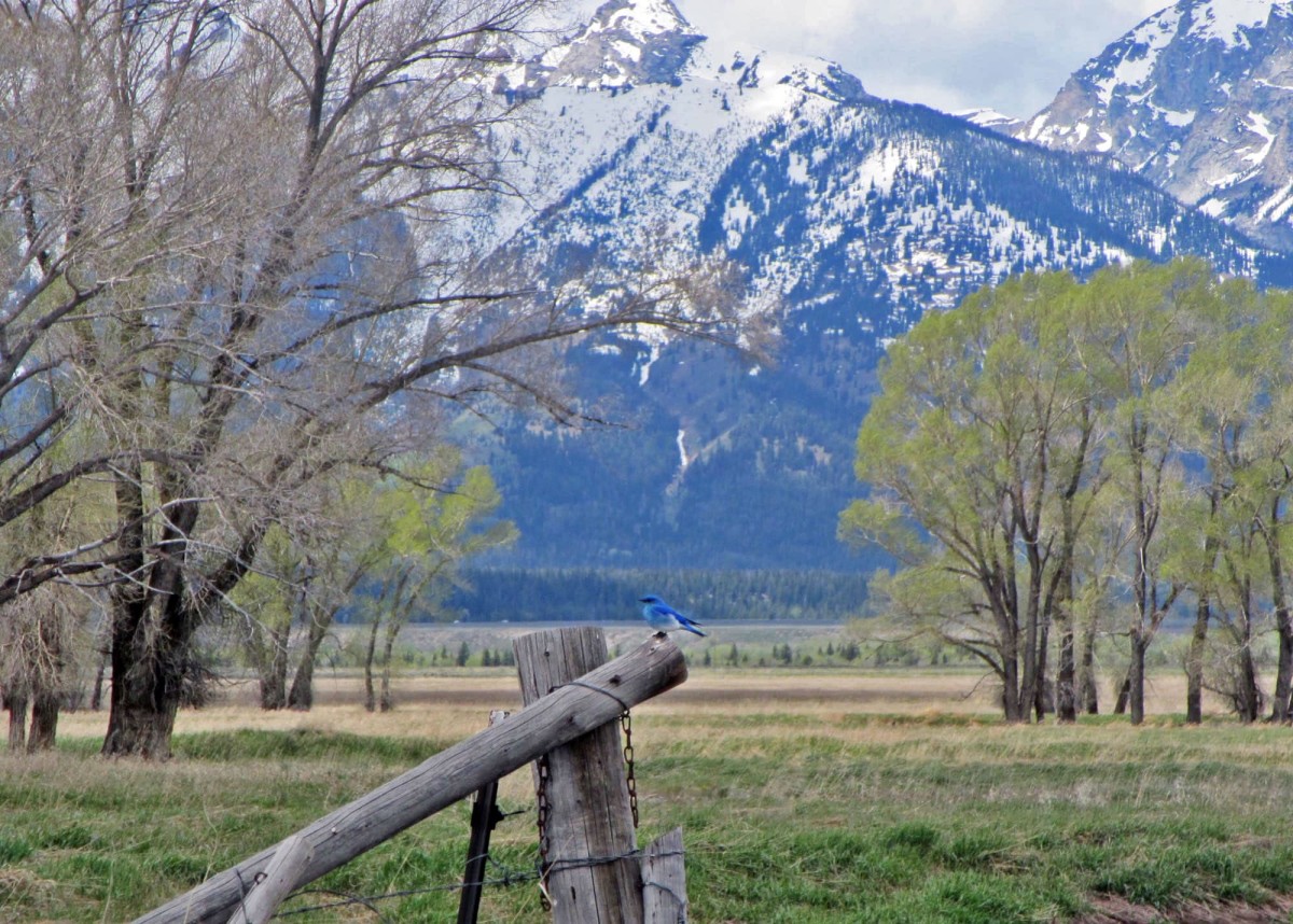 Grand-Teton-Nationalpark-Wyoming-USA-25