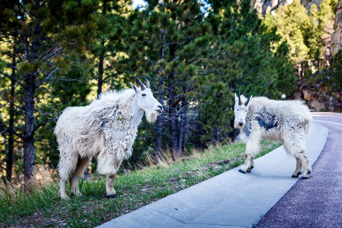 Mount-Rushmore-South-Dakota-USA-10