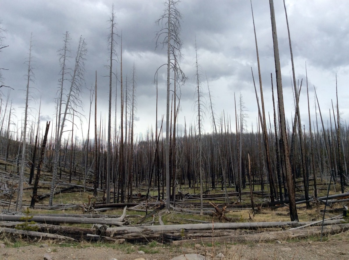 Yellowstone-Nationalpark-Wyoming-USA-27