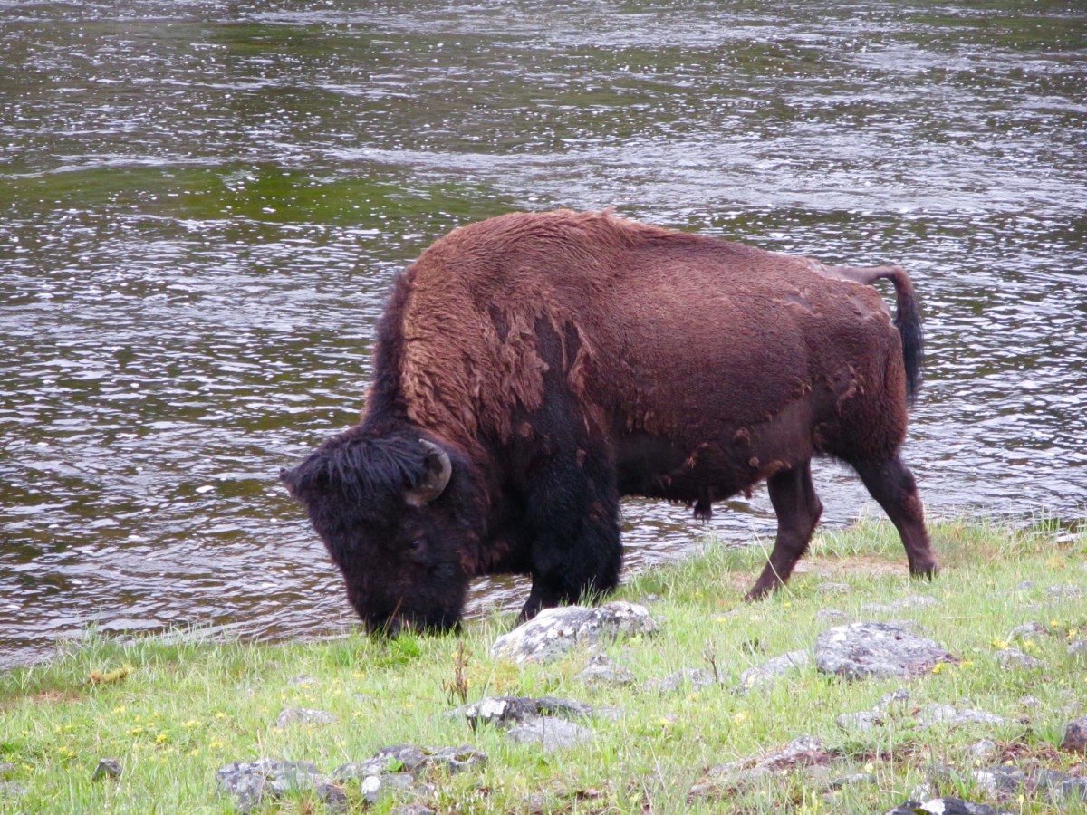 Yellowstone-Nationalpark-Wyoming-USA-33