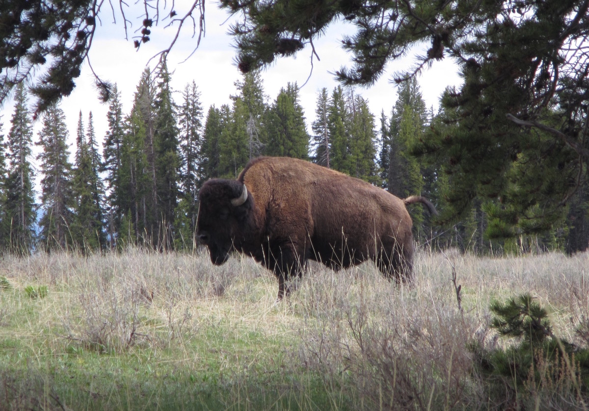 Yellowstone-Nationalpark-Wyoming-USA-41