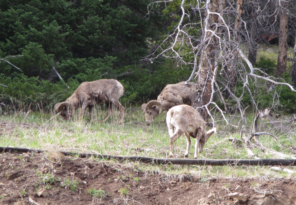 Yellowstone-Nationalpark-Wyoming-USA-42