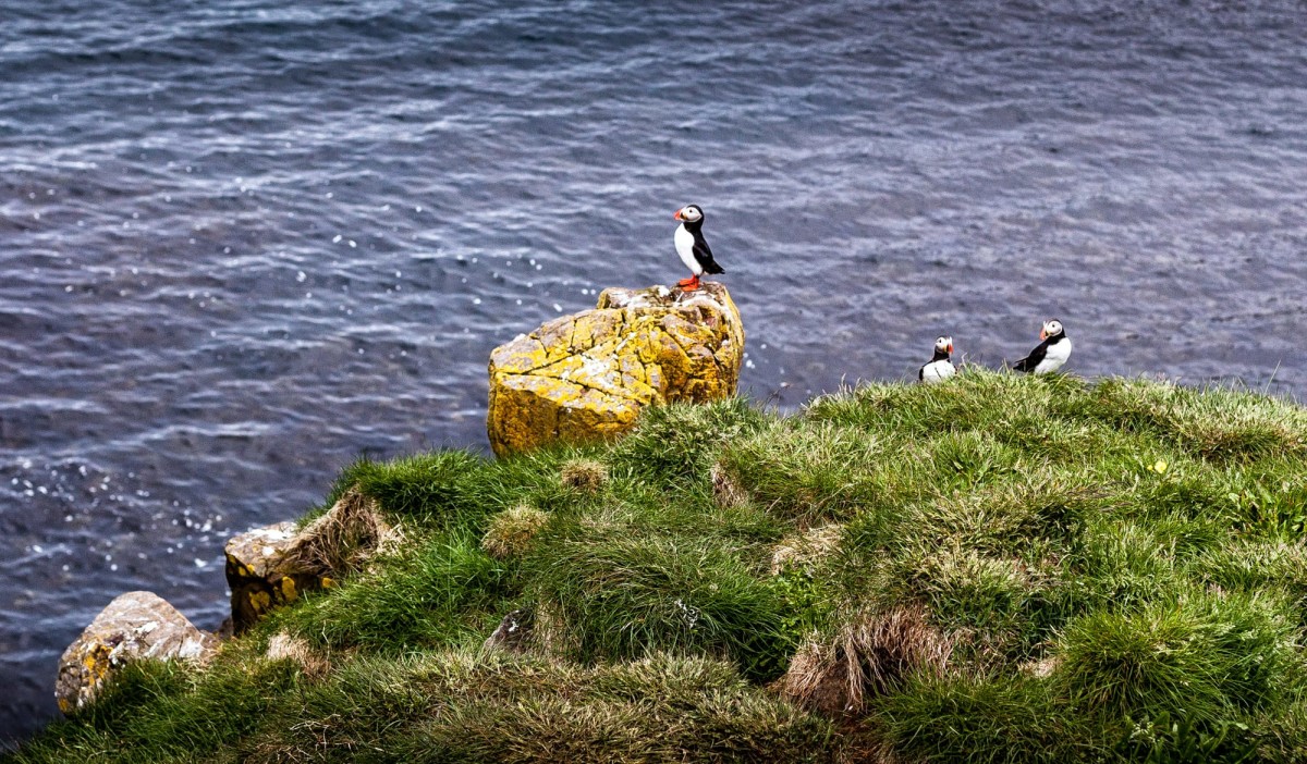 island-bakkagerdi-puffin-5