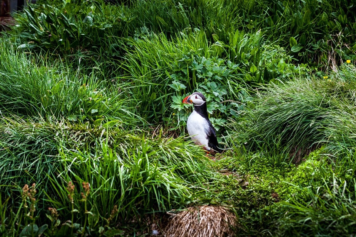 island-bakkagerdi-puffin-7